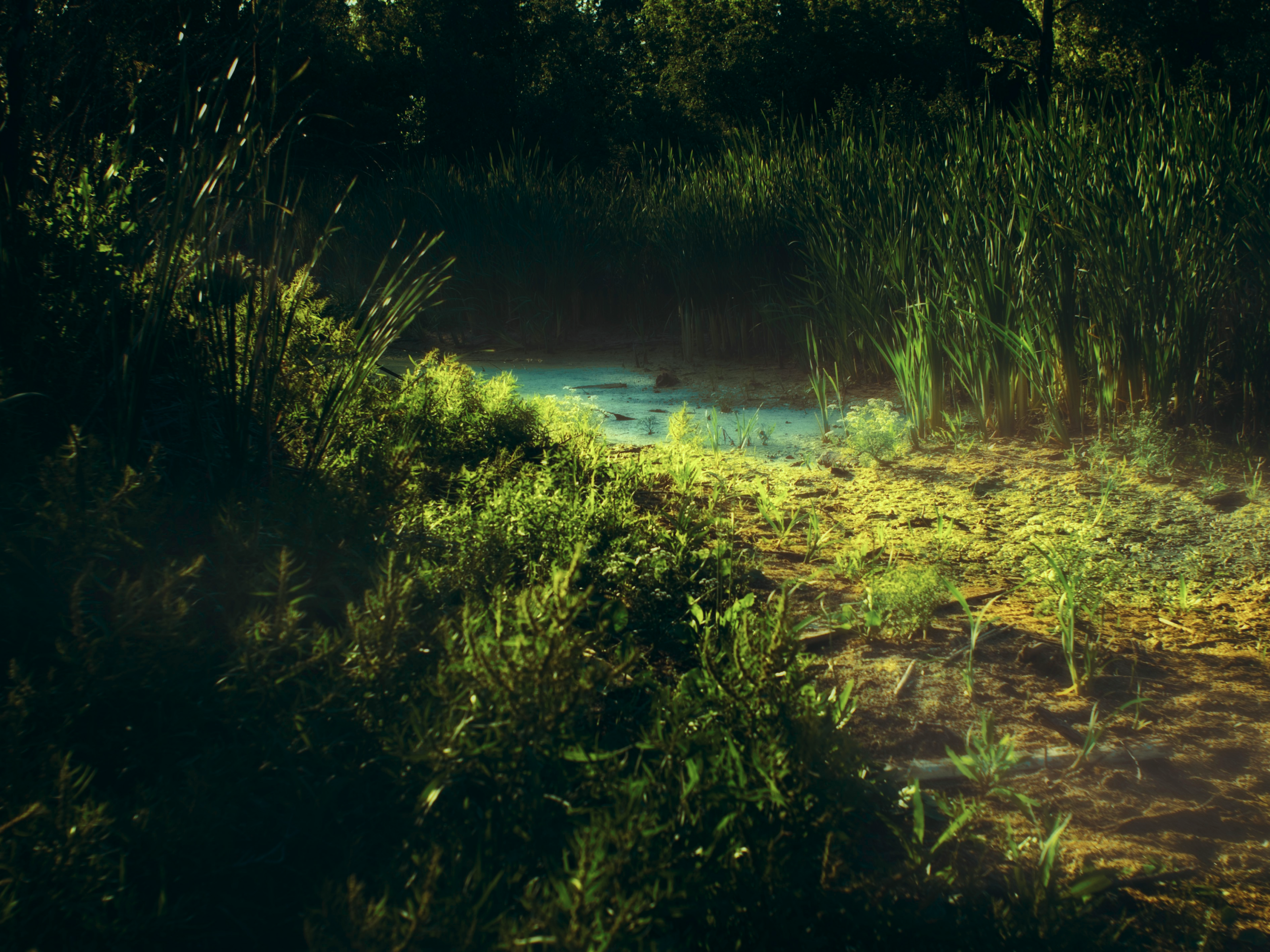 An eye-catching landscape of green.